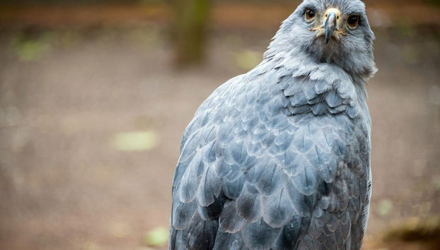 Tour privado por Puerto Iguazú - Foto 5