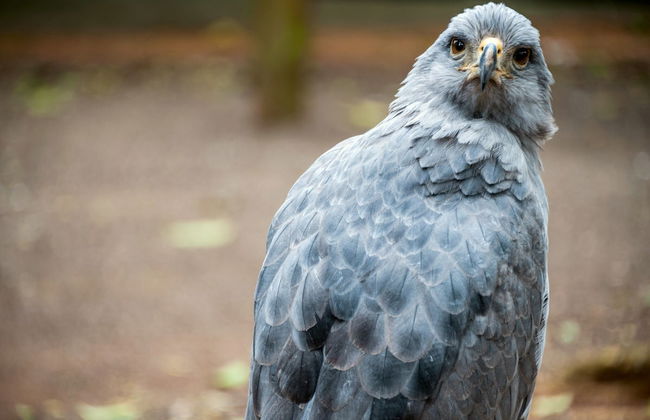 Puerto Iguazú Private Tour - Foto 5