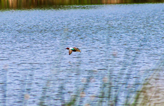 Excursión a los Pantanos de Villa - Foto 6