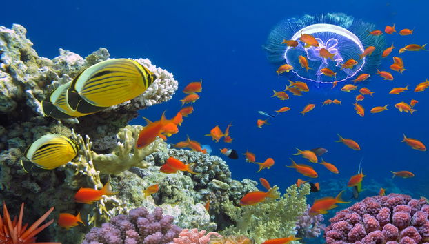 Escursione alla baia di Sharm El Naga - Foto 5