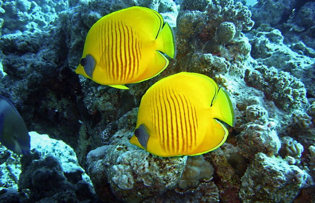 Escursione alla baia di Sharm El Naga - Foto 5