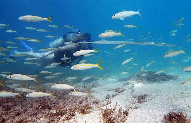 Bautismo de buceo en San Juan - Foto 2