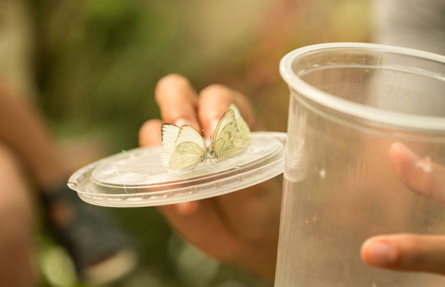 Visita guiada por el mariposario Jardín Mágico - Foto 3
