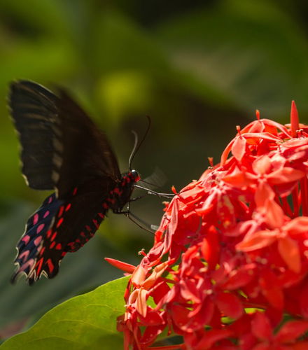 Foto de Visita guiada por el mariposario Jardín Mágico