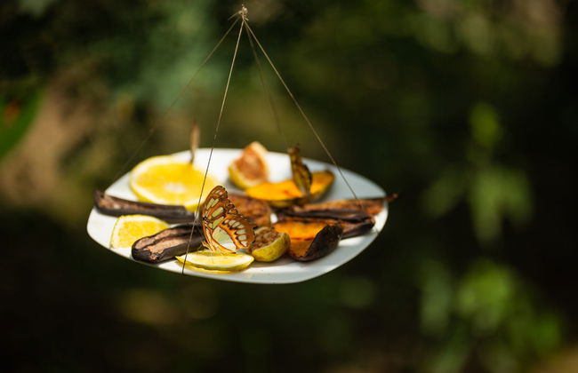 Jardín Mágico Butterfly Farm Tour - Photo 5
