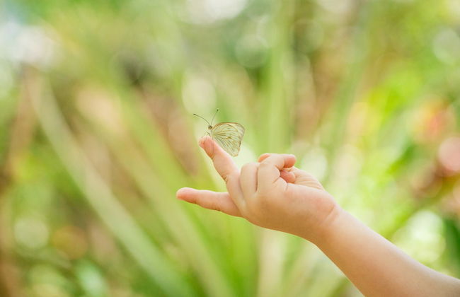 Visita guiada por el mariposario Jardín Mágico - Foto 2