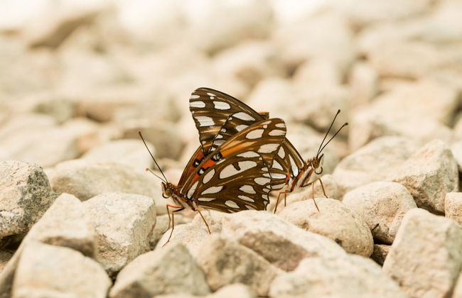 Visita guiada por el mariposario Jardín Mágico - Foto 4