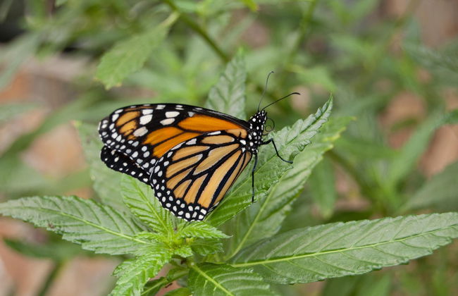 Jardín Mágico Butterfly Farm Tour - Photo 7