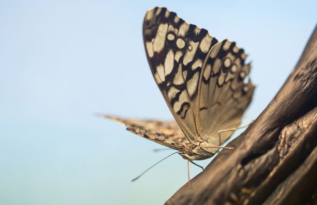 Visita guiada por el mariposario Jardín Mágico - Foto 5