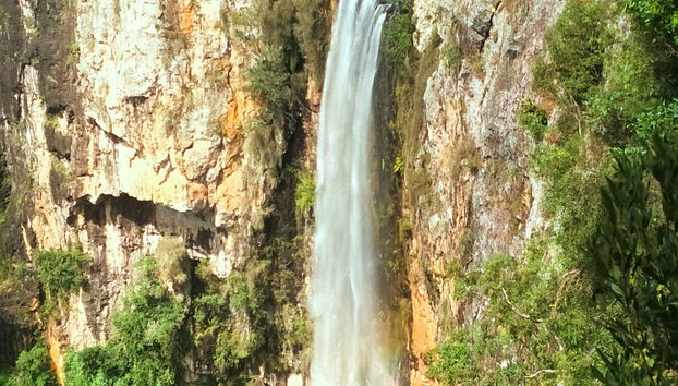 Springbrook National Park + Kangaroos Tour - Foto 2