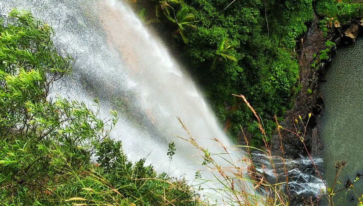 Springbrook National Park + Kangaroos Tour - Foto 1