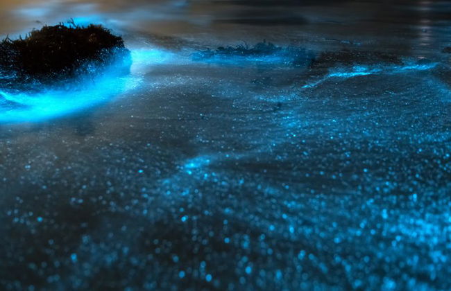 Uma experiência de observação de bioluminescência na Lagoa Manialtepec - Tour noturno - Foto 6
