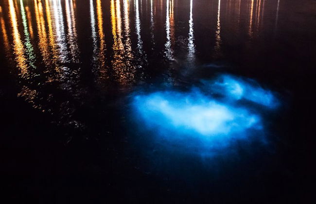 Uma experiência de observação de bioluminescência na Lagoa Manialtepec - Tour noturno - Foto 4
