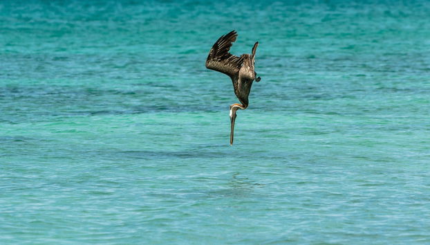 Bahia de las Aguilas: 2-Day Trip - Photo 3