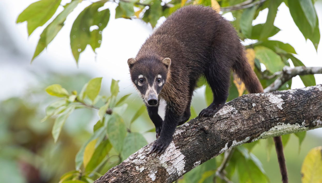 Curi Chancha Reserve Hiking - Foto 1
