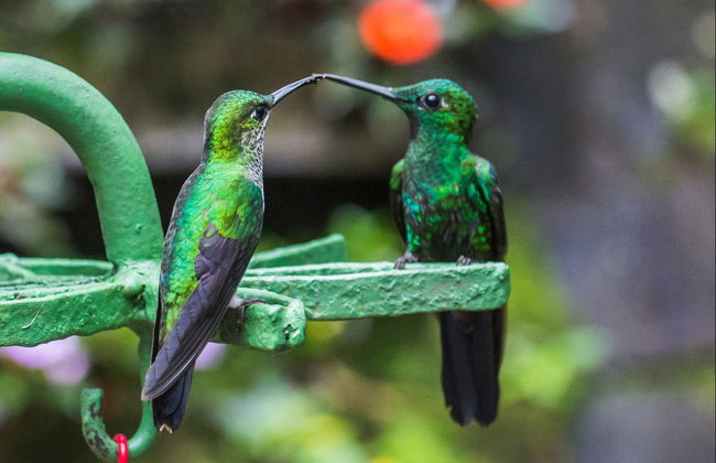 Traslado a Monteverde + Barco por el lago Arenal - Foto 7
