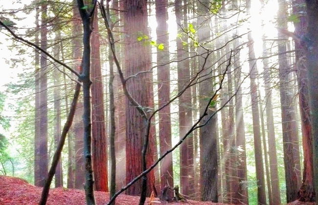 Excursión a San Vicente de la Barquera + Bosque de Secuoyas - Foto 7