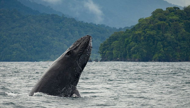 Humpback whale in the waters of Bahía Solano