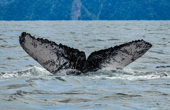 Avistamiento de ballenas en Bahía Solano - Foto 4