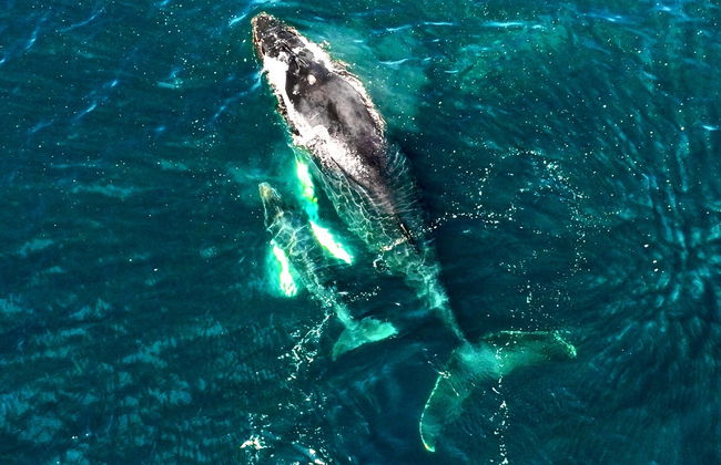 Avistamiento de ballenas en Bahía Solano - Foto 3