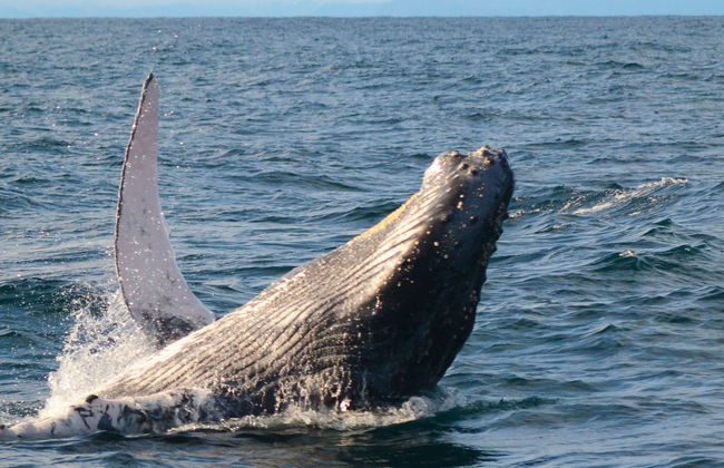 Avistamiento de ballenas en Bahía Solano - Foto 8