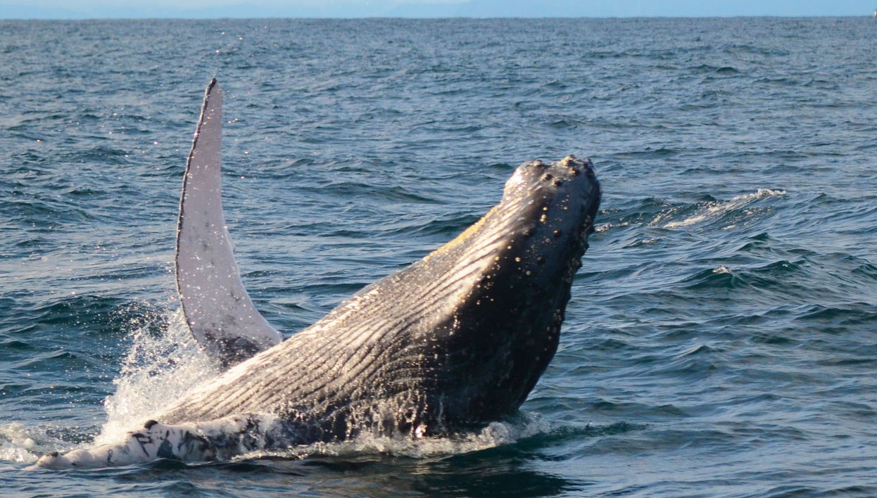 Whale Watching in Bahía Solano