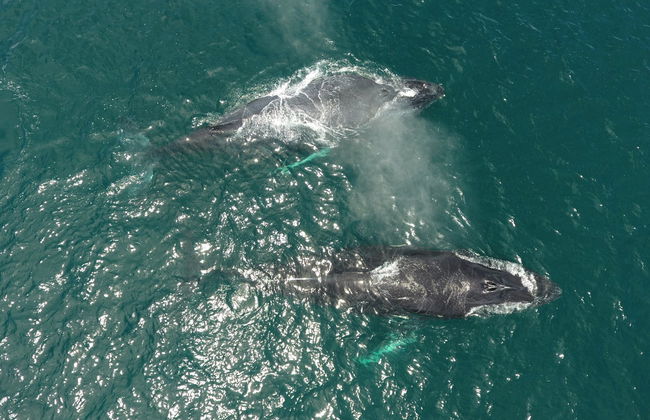 Avistamiento de ballenas en Bahía Solano - Foto 5