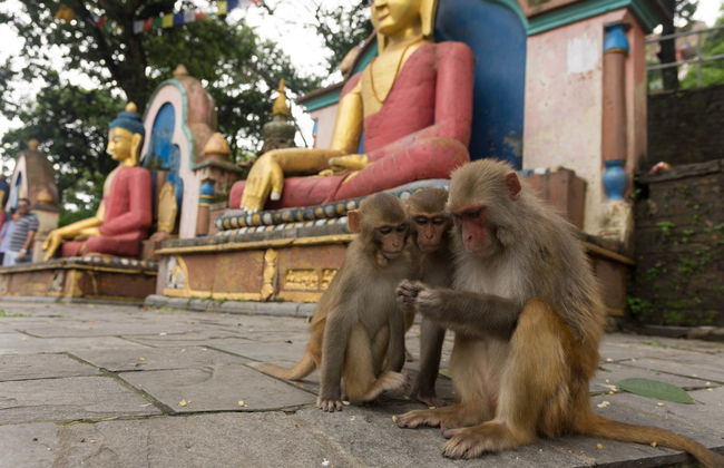 Guided Tour of Kathmandu - Photo 7