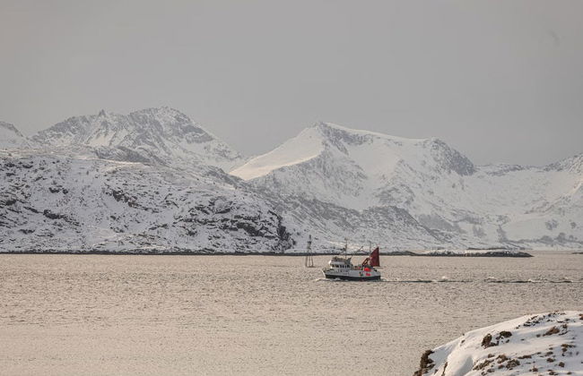 Excursão ao fiorde e ilha de Kvaløya - Foto 5