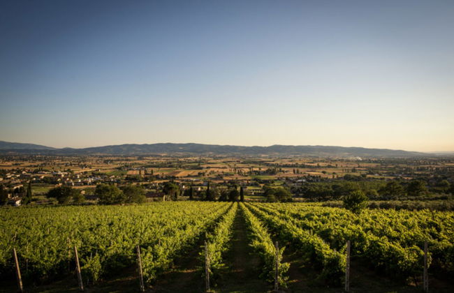 Degustazione di vino all'aria aperta - Foto 2