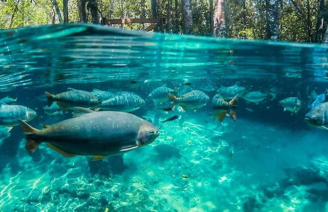 Excursão ao Aquário Encantado de Nobres - Foto 6