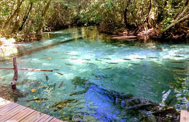 Excursão ao Aquário Encantado de Nobres - Foto 5