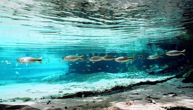 Excursion to Aquário Encantado in Nobres - Foto 4