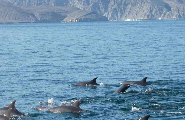 Excursión en Barco para Avistamiento de Delfines - Foto 3