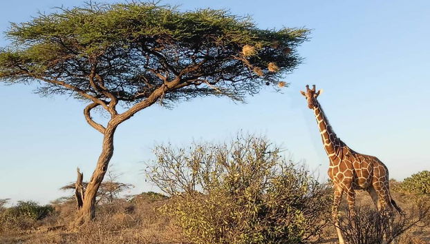 Safari privado de 2 o 3 días por la Reserva Nacional de Samburu - Foto 4