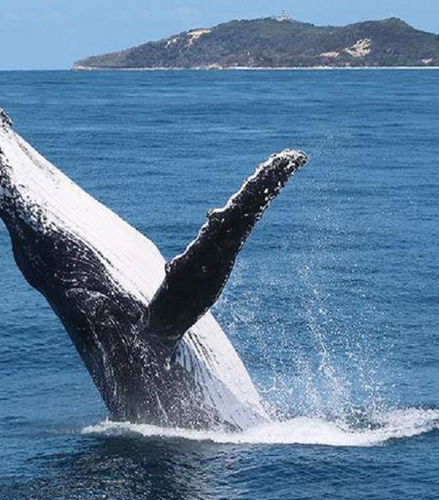 Photo – Tangalooma Island Whale Watching Day Cruise