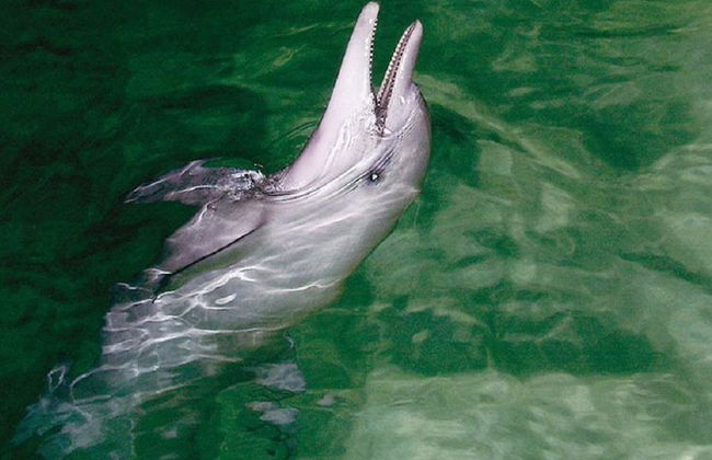 Croisière d'observation des baleines à Tangalooma Island - Photo 2