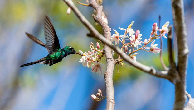 Ciénaga de Zapata National Park Tour - Foto 4