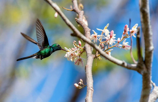 Ciénaga de Zapata National Park Tour - Foto 4
