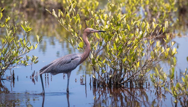 Ciénaga de Zapata National Park Tour - Foto 2
