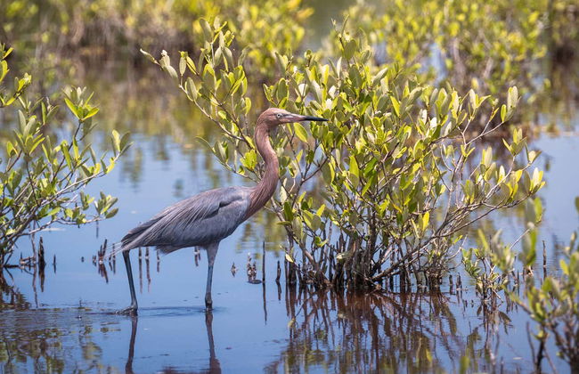 Ciénaga de Zapata National Park Tour - Foto 2