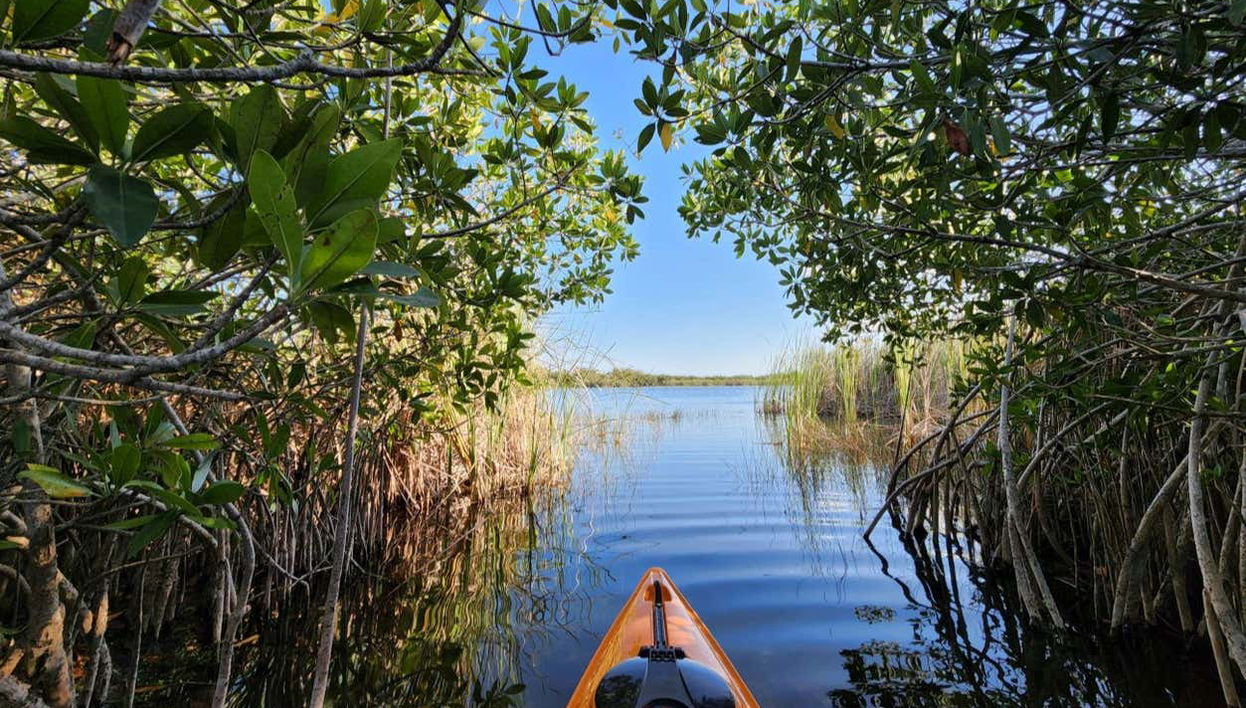 Tour en kayak por el santuario de aves Caroni - Foto 1