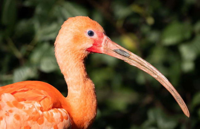 Tour en kayak por el santuario de aves Caroni - Foto 6