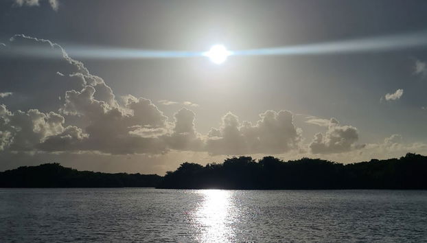 Tour en kayak por el santuario de aves Caroni - Foto 5