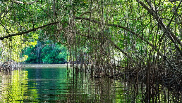 Tour en kayak por el santuario de aves Caroni - Foto 2