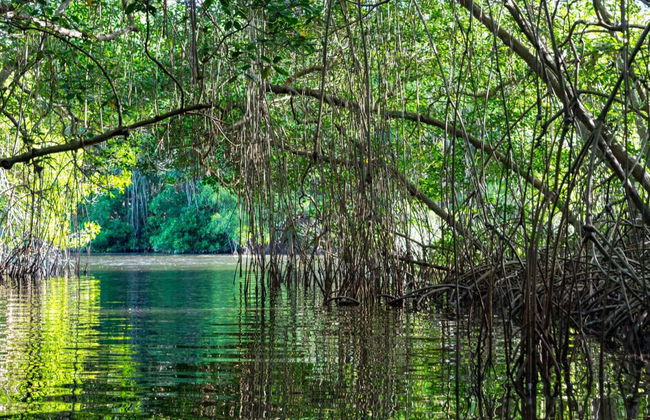 Tour en kayak por el santuario de aves Caroni - Foto 2