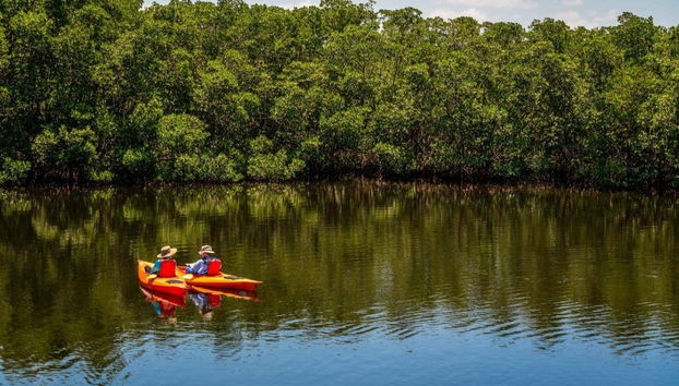 Tour en kayak por el santuario de aves Caroni - Foto 3