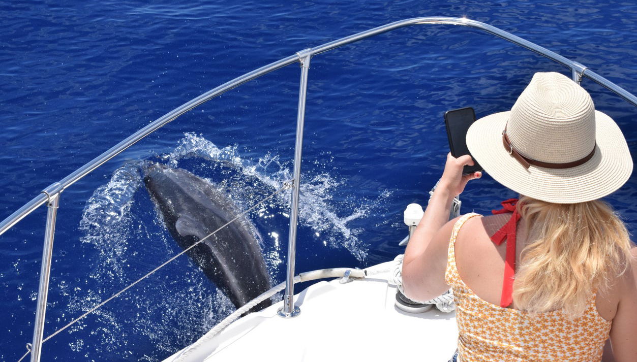 Avistamento de baleias e golfinhos na Calheta - Foto 1