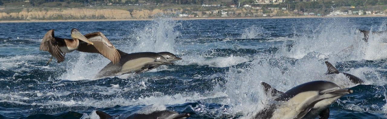 Avistamiento de ballenas y delfines en Newport Beach - Foto 1