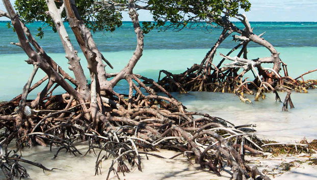 Transfer to Cayo Jutías - Foto 4